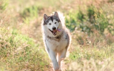 The Importance of Coat Length for Dogs in Hot Weather