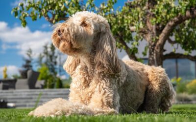 Understanding Hay Fever in Dogs: Causes, Symptoms, and Treatment