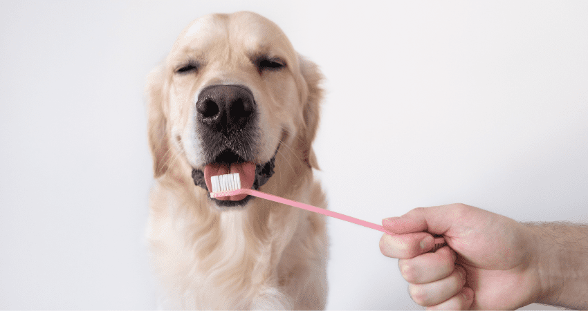 Your Ultimate Guide to Dog Dental Care